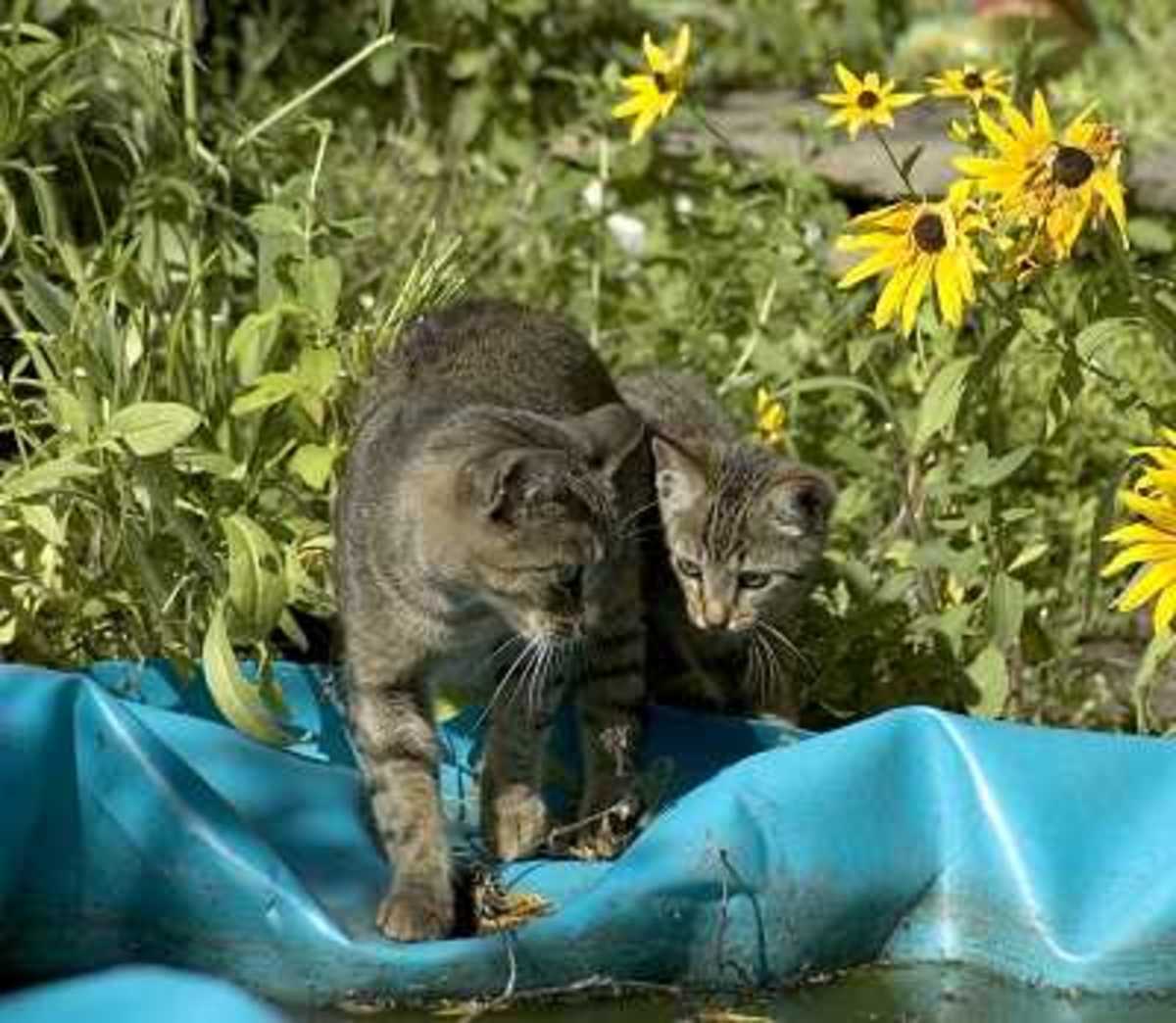 Cat Afraid of Water Best Pet Home Remedies